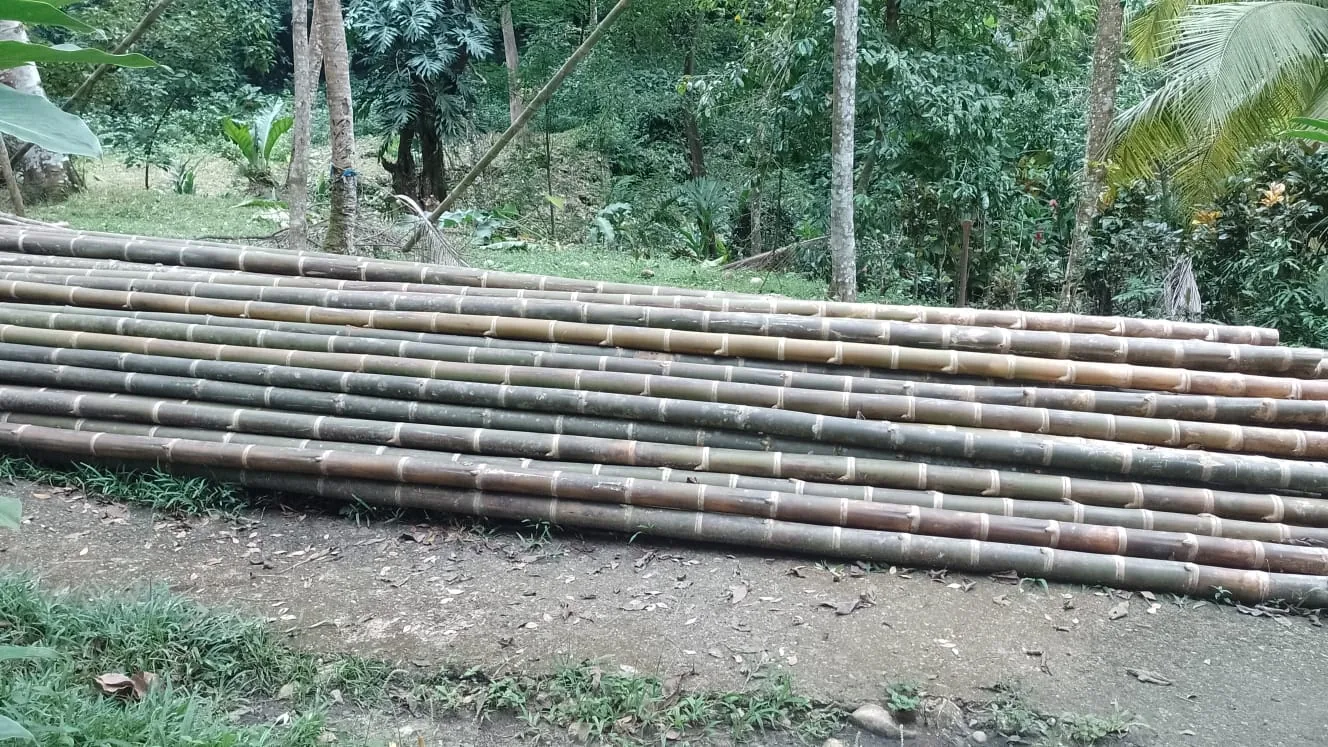 Hilera de cañas de bambú recién cortadas, apiladas en el suelo junto a un camino de tierra, con selva tropical al fondo.