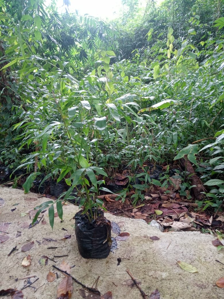 Venta de plantas
